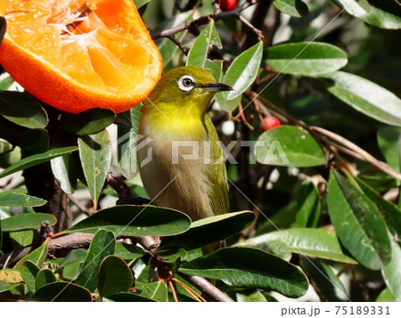 野鳥：メジロ：ミカン：食事：ピラカンサの木 75189331