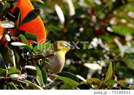野鳥:メジロ:ミカン:食事:ピラカンサの木 野鳥:メジロ:ミカン:食事:ピラカンサの木 75189351
