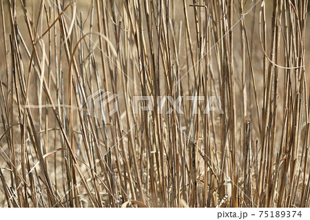 早春の枯れススキ 75189374