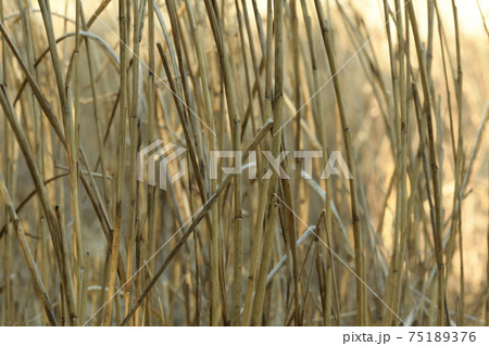 早春の枯れススキ 75189376