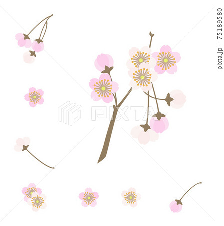 一枝の桜と花やつぼみのセット2のイラスト素材