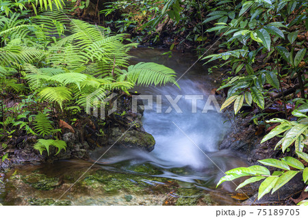 Emerald Pool-Krabi 75189705
