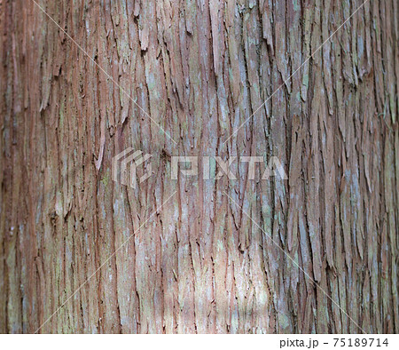 杉の表皮の背景素材 75189714