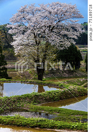 酒造米五百万石を育てる十日町儀明の棚田に咲く山桜満開 75189718