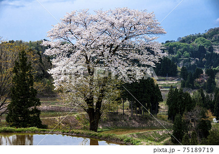 酒造米五百万石を育てる十日町儀明の棚田に咲く山桜満開 75189719