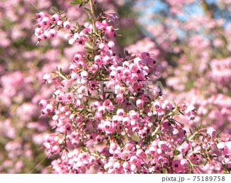 可愛い小さい桃色の花ジャノメエリカの写真素材