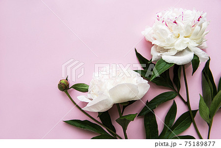 Peony flowers on a pink pastel background 75189877