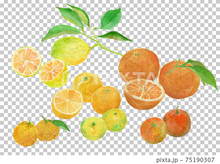 柑橘類(レモン、みかん、ゆず、だいだい、夏みかん、湘南ゴールド)の水彩イラスト 柑橘類(レモン、みかん、ゆず、だいだい、夏みかん、湘南ゴールド)の水彩イラスト 75190307