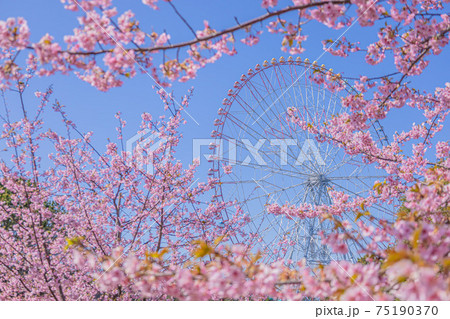 《東京》桜 75190370