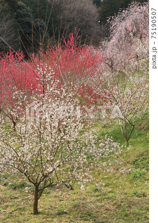 久米梅の里　6 75190507