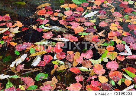 楓 カエデ メープル 75190652