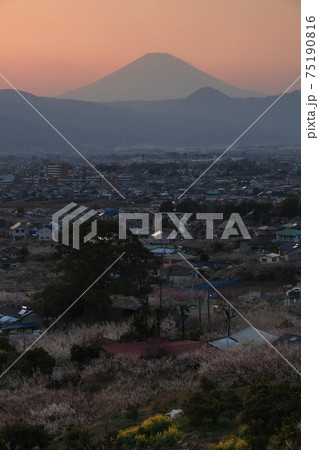 小田原市 曽我梅林 見晴台からの夕焼け富士山と梅 小田原市 曽我梅林 見晴台からの夕焼け富士山と梅 75190816