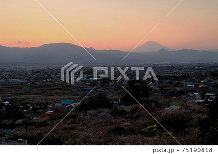 小田原市　曽我梅林　見晴台からの夕焼け富士山と梅 75190818