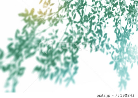 新緑 75190843