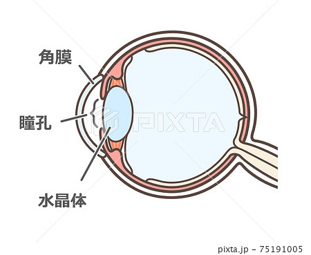 正常な眼球の図解のイラスト素材 [75191005] - PIXTA