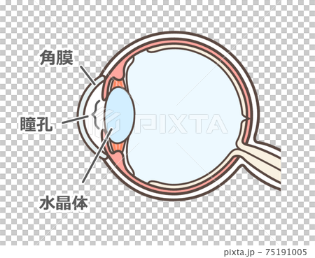 正常な眼球の図解 75191005