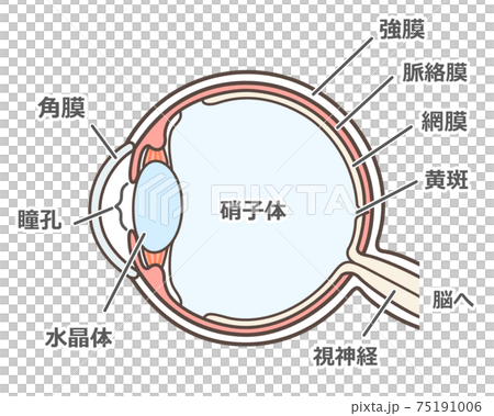 Illustration of a normal eyeball Illustration of a normal eyeball 75191006