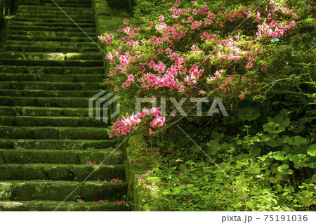 初夏の花サツキが咲く石段の景色 初夏の花サツキが咲く石段の景色 75191036