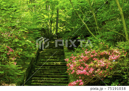 初夏の花サツキが咲く石段の景色 初夏の花サツキが咲く石段の景色 75191038