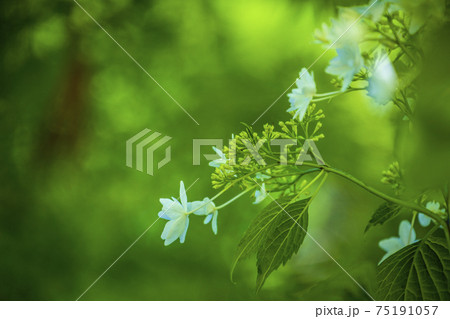 新緑の庭園に咲く梅雨の花紫陽花 75191057