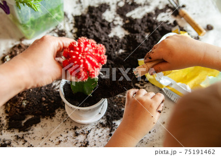 Crop mother and child planting cactus together 75191462