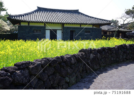 春 花 石垣 75191688
