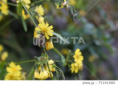 オニノタビラコの黄色い小さな花の上で蜜を集めるニホンミツバチ 75191980