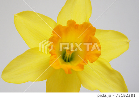 黄色いラッパスイセン 75192281