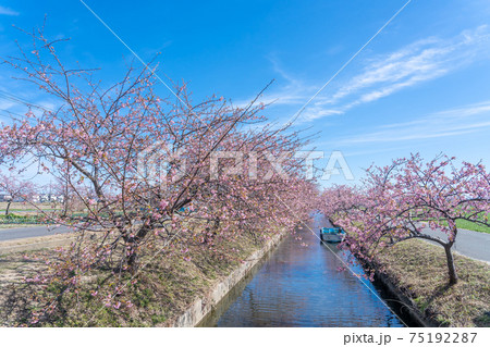 三重県松阪市　水路沿いに咲く笠松河津桜ロードとボート 75192287