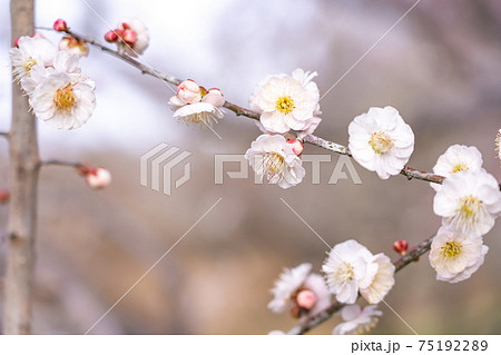 早春の梅の枝 白梅 早春の梅の枝 白梅 75192289