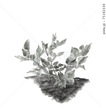 【水墨画風水彩画】畑のエンドウ 野菜 苗 素材 モノトーン 白バック コピースペースあり 【水墨画風水彩画】畑のエンドウ 野菜 苗 素材 モノトーン 白バック コピースペースあり 75192339