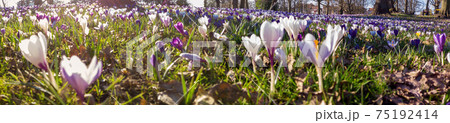 Crocus in the park 75192414