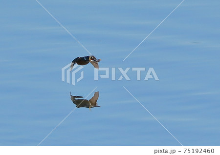 埼玉県比企郡川島町　越辺川のカワセミ 75192460