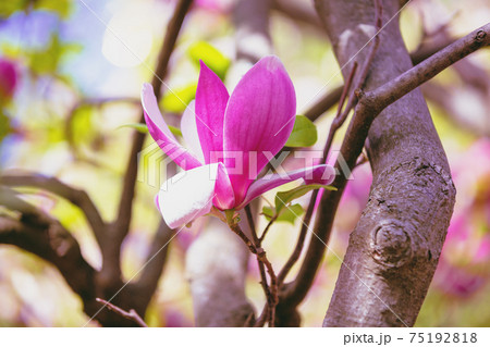 Blooming magnolia tree in the botanical garden 75192818