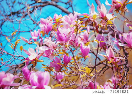 Blooming magnolia tree in the botanical garden 75192821