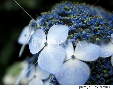 高幡不動の紫陽花 和風イメージ 東京 の写真素材