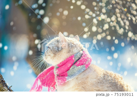 Cat wearing a knitted scarf outdoors in a winter garden 75193011