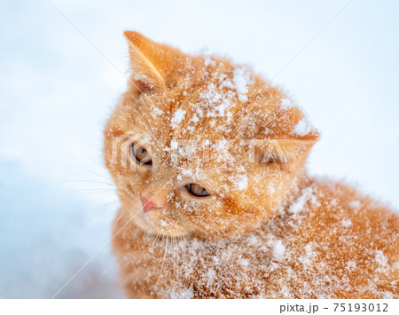 Cute red kitten covered with snow in the winter garden 75193012
