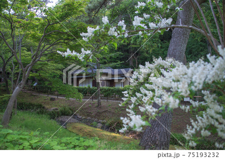 日本庭園に建つ古い茶室 (林洞庵、三渓園、横浜、神奈川県) 日本庭園に建つ古い茶室 (林洞庵、三渓園、横浜、神奈川県) 75193232