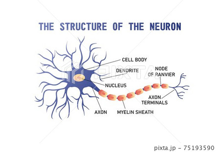 Structure Of The Brain Neuronのイラスト素材