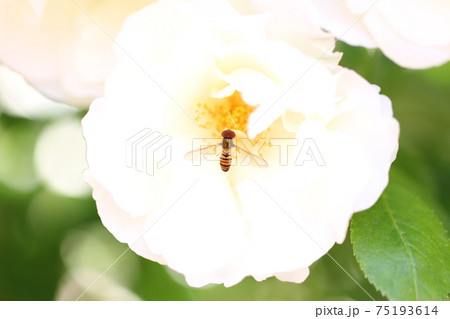 ヒラタアブと花 75193614