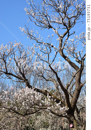 府中市郷土の森博物館　梅　青空 75193731