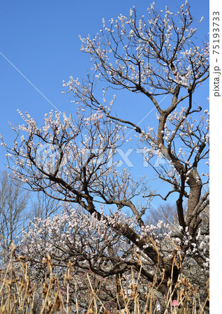 府中市郷土の森博物館　梅　青空 75193733