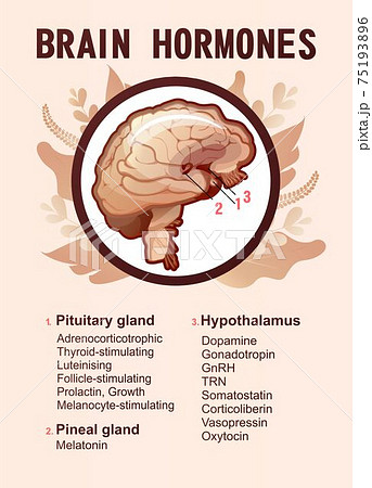 human brain hormones information poster 75193896