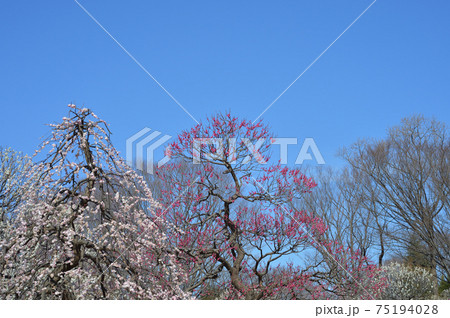 府中市郷土の森博物館　梅　青空 75194028