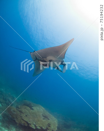 マンタ(オニイトマキエイ)とロウニンアジ (タチャイ島、シミラン海洋国立公園、タイ王国) マンタ(オニイトマキエイ)とロウニンアジ (タチャイ島、シミラン海洋国立公園、タイ王国) 75194232