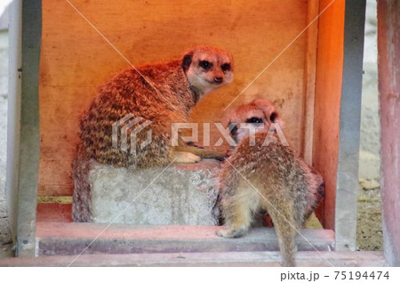 二匹のミーアキャット 二匹のミーアキャット 75194474