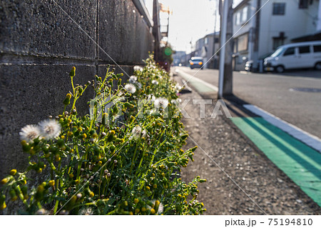 道路の端のブロック塀の脇に咲く名もない雑草の写真素材