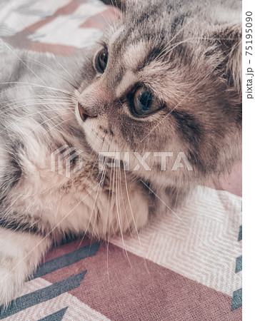 Cute Scottish cat, three month old kitten 75195090