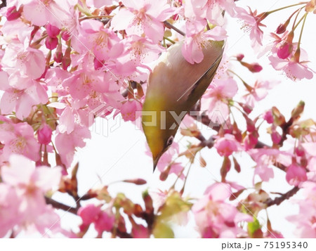 野鳥：小鳥：メジロ：河津さくら：桜並木：穂谷川 75195340